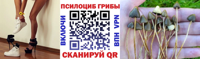 Псилоцибиновые грибы Cubensis  как найти закладки  Тайшет 